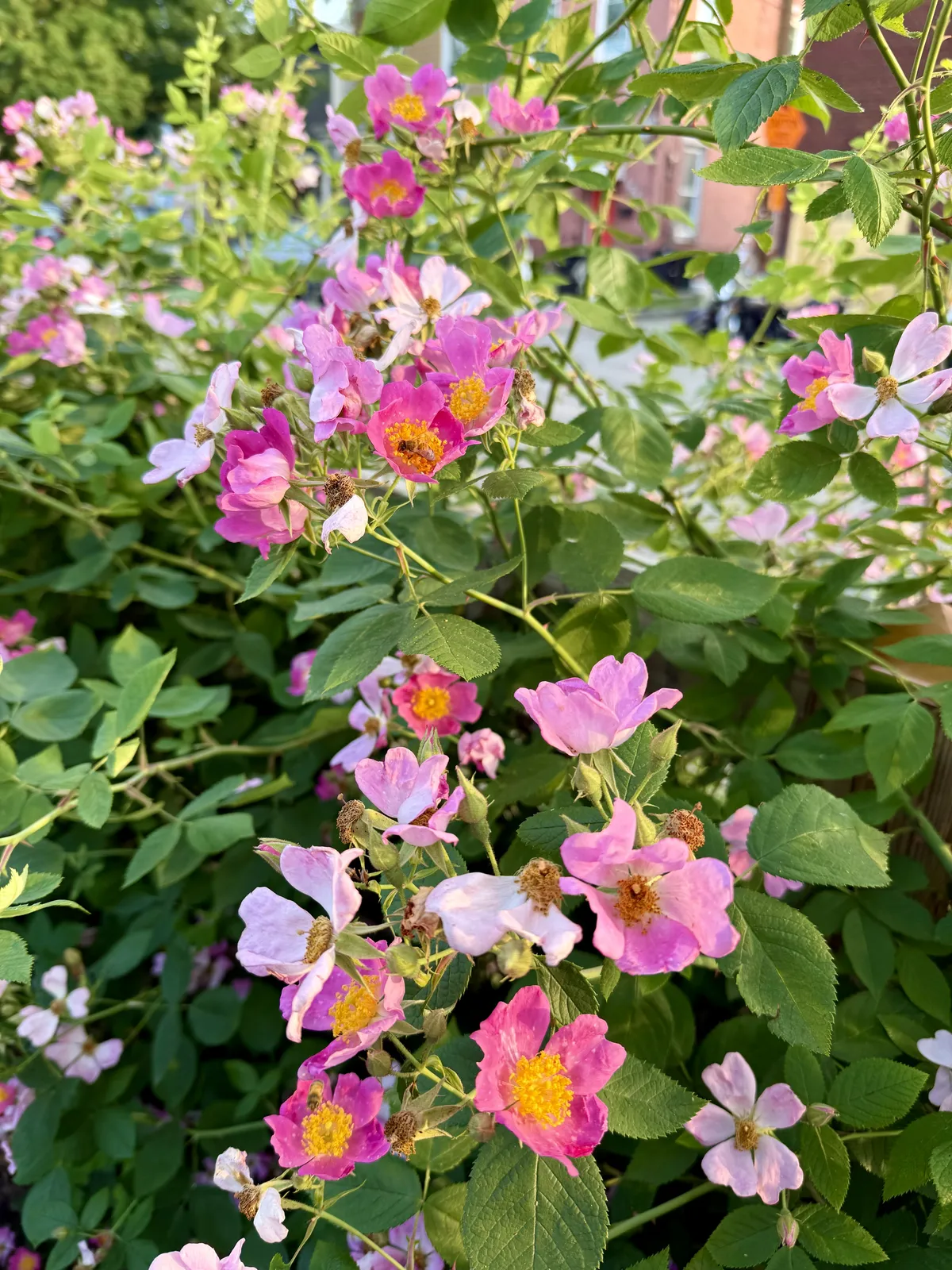 Climbing Rose
